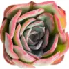 Echeveria Morning Dew Live Succulent Plant, 2-Inch Pot, Fully Rooted, Indoor Outdoor Houseplant, Wedding Favor, Pet-Friendly