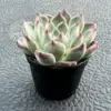 Echeveria Night Live Succulent Plant - 2