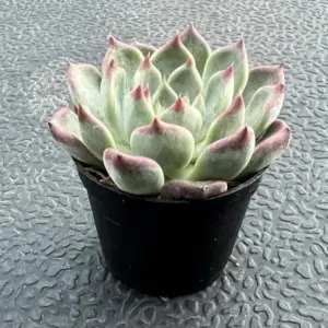 Echeveria Night Live Succulent Plant - 2" Potted Red Succulent for Indoor & Outdoor Decor, Office, Wedding Favors