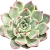 Echeveria Night Live Succulent Plant - 2