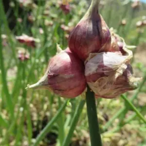 Egyptian Walking Onions Bulbs for Planting Perennial Heirloom Onion Tree 30 Bulbils