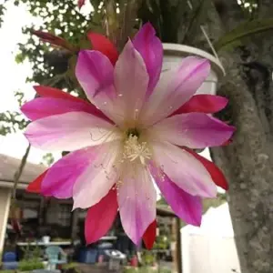 Epiphyllum Wild Thing Starter Plant - Orchid Cactus Hybrid Epiphyte - 3in Pot, Live Houseplant