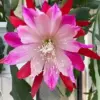 Epiphyllum Wild Thing Starter Plant - Orchid Cactus Hybrid Epiphyte - 3in Pot, Live Houseplant