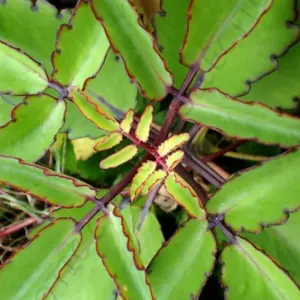 Exotic Succulent Plant Live Plant Small 4 inch Green Air Purifying Drought Tolerant