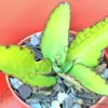 Exotic Succulent Plant Live Plant Small 4 inch Green Air Purifying Drought Tolerant