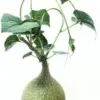 Gerrardanthus Macrorhizus Rare Succulent Caudex Plant 3-4 Inches Tall Unique Collector Indoor Outdoor Low Maintenance Easy Care