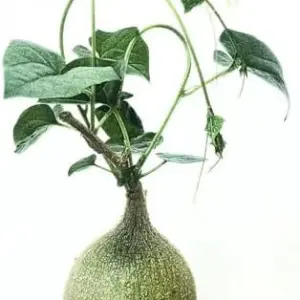 Gerrardanthus Macrorhizus Rare Succulent Caudex Plant 3-4 Inches Tall Unique Collector Indoor Outdoor Low Maintenance Easy Care