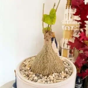 Gerrardanthus Macrorhizus Rare Succulent Caudex Plant 3-4 Inches Tall Unique Collector Indoor Outdoor Low Maintenance Easy Care