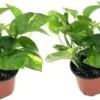Golden Pothos Plant Live Epipremnum Aureus Tropical Houseplant 5-8
