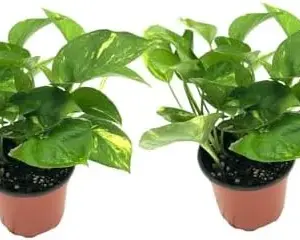 Golden Pothos Plant Live Epipremnum Aureus Tropical Houseplant 5-8" Tall Green 2 Pack
