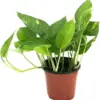 Golden Pothos Plant Live Epipremnum Aureus Tropical Houseplant 5-8