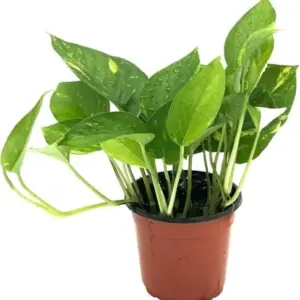Golden Pothos Plant Live Epipremnum Aureus Tropical Houseplant 5-8" Tall Green 2 Pack