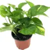 Golden Pothos Plant Live Epipremnum Aureus Tropical Houseplant 5-8