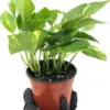 Golden Pothos Plant Live Epipremnum Aureus Tropical Houseplant 5-8