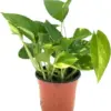 Golden Pothos Plant Live Epipremnum Aureus Tropical Houseplant 5-8