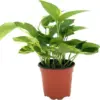 Golden Pothos Plant Live Epipremnum Aureus Tropical Houseplant 5-8