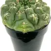 Gymnocalycium Baldianum Chin Cactus Live Succulent Plant 2.5
