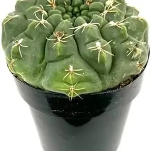 Gymnocalycium Baldianum Chin Cactus Live Succulent Plant 2.5" Pot Green Blue Pink