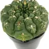 Gymnocalycium Baldianum Chin Cactus Live Succulent Plant 2.5