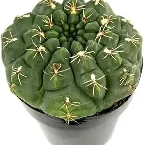 Gymnocalycium Baldianum Chin Cactus Live Succulent Plant 2.5" Pot Green Blue Pink