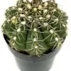 Gymnocalycium Baldianum Chin Cactus Live Succulent Plant 2.5