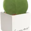 Hoya Heart Live Plant Houseplant 5-Inch Tall Decor Potting Soil