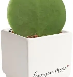 Hoya Heart Live Plant Houseplant 5-Inch Tall Decor Potting Soil
