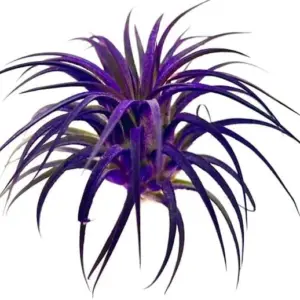 Ionantha Guatemala Air Plant Live Purple Tillandsia for Terrariums Decor Gifts 2 Inch
