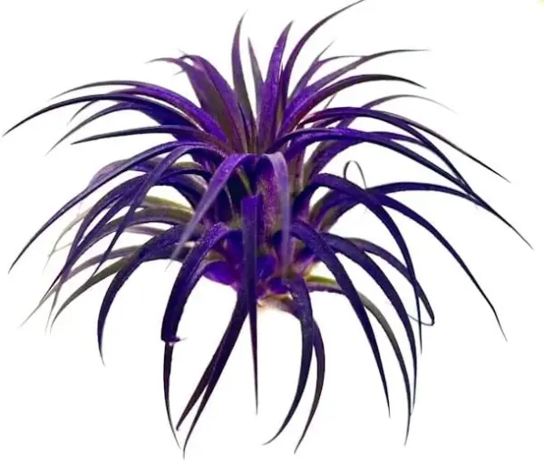 Ionantha Guatemala Air Plant Live Purple Tillandsia for Terrariums Decor Gifts 2 Inch