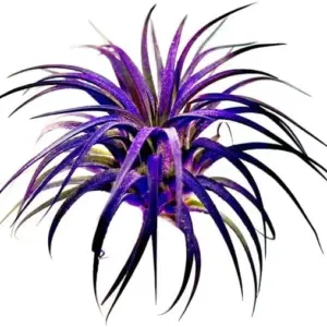 Ionantha Guatemala Air Plant Live Purple Tillandsia for Terrariums Decor Gifts 2 Inch