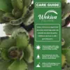 Kalanchoe Chocolate Panda Live Starter Plants 2 Inch Pots Green Drought Tolerant Succulent Houseplant