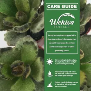 Kalanchoe Chocolate Panda Live Starter Plants 2 Inch Pots Green Drought Tolerant Succulent Houseplant