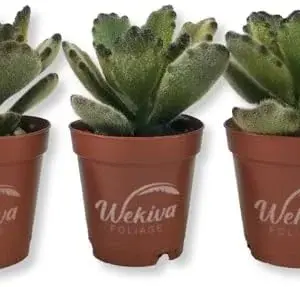 Kalanchoe Chocolate Panda Live Starter Plants 2 Inch Pots Green Drought Tolerant Succulent Houseplant