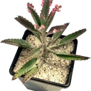 Kalanchoe Pink Butterfly Plants Live Mother of Thousands Succulent Variegated 2 Inch Pot