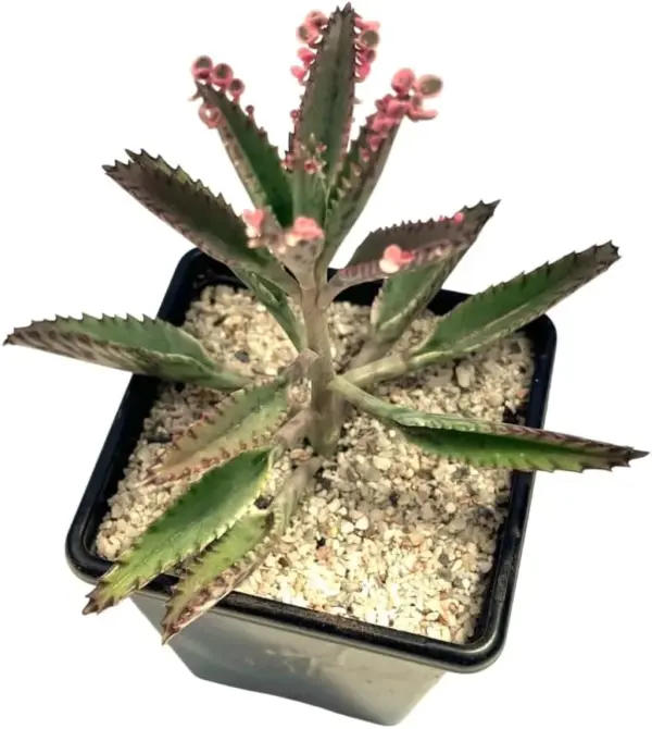 Kalanchoe Pink Butterfly Plants Live Mother of Thousands Succulent Variegated 2 Inch Pot