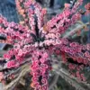 Kalanchoe Pink Butterfly Succulent Live Plant, 2 Inch Pot, Pink, Houseplant