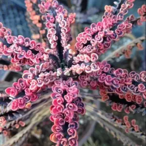 Kalanchoe Pink Butterfly Succulent Live Plant, 2 Inch Pot, Pink, Houseplant