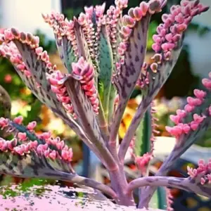 Kalanchoe Pink Butterfly Succulent Live Plant, 2 Inch Pot, Pink, Houseplant