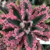 Kalanchoe Pink Butterfly Succulent Live Plant, 2 Inch Pot, Pink, Houseplant