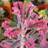 Kalanchoe Pink Butterfly Succulent Live Plant, 2 Inch Pot, Pink, Houseplant