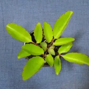 Kalanchoe Pinnata Live Rooted Plant, 4-6 Inches Tall, Green Succulent for Indoor Decor