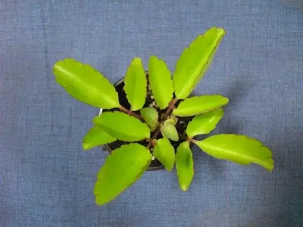Kalanchoe Pinnata Live Rooted Plant, 4-6 Inches Tall, Green Succulent for Indoor Decor
