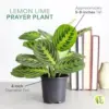 Lemon Lime Prayer Plant Live Indoor Plant, 4 inch Lavender Pot, Pet Friendly, Air Purifier, Easy Care