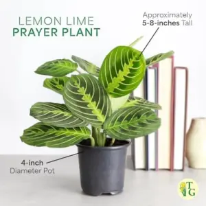 Lemon Lime Prayer Plant Live Indoor Plant, 4 inch Lavender Pot, Pet Friendly, Air Purifier, Easy Care