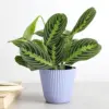 Lemon Lime Prayer Plant Live Indoor Plant, 4 inch Lavender Pot, Pet Friendly, Air Purifier, Easy Care