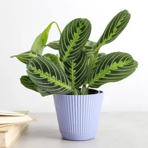 Lemon Lime Prayer Plant Live Indoor Plant, 4 inch Lavender Pot, Pet Friendly, Air Purifier, Easy Care