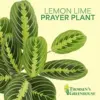 Lemon Lime Prayer Plant Live Indoor Plant, 4 inch Lavender Pot, Pet Friendly, Air Purifier, Easy Care