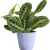 Lemon Lime Prayer Plant Live Indoor Plant, 4 inch Lavender Pot, Pet Friendly, Air Purifier, Easy Care