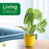 Lemon Lime Prayer Plant Live Indoor Plant, 4 inch Lavender Pot, Pet Friendly, Air Purifier, Easy Care