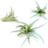 Light Blue Tillandsia Air Plants - Long Lasting Color Enhanced Live Succulent House Plants - Home Garden Decor - Easy Care Indoor Outdoor - Brachycaulos Abdita (Pack of 3)